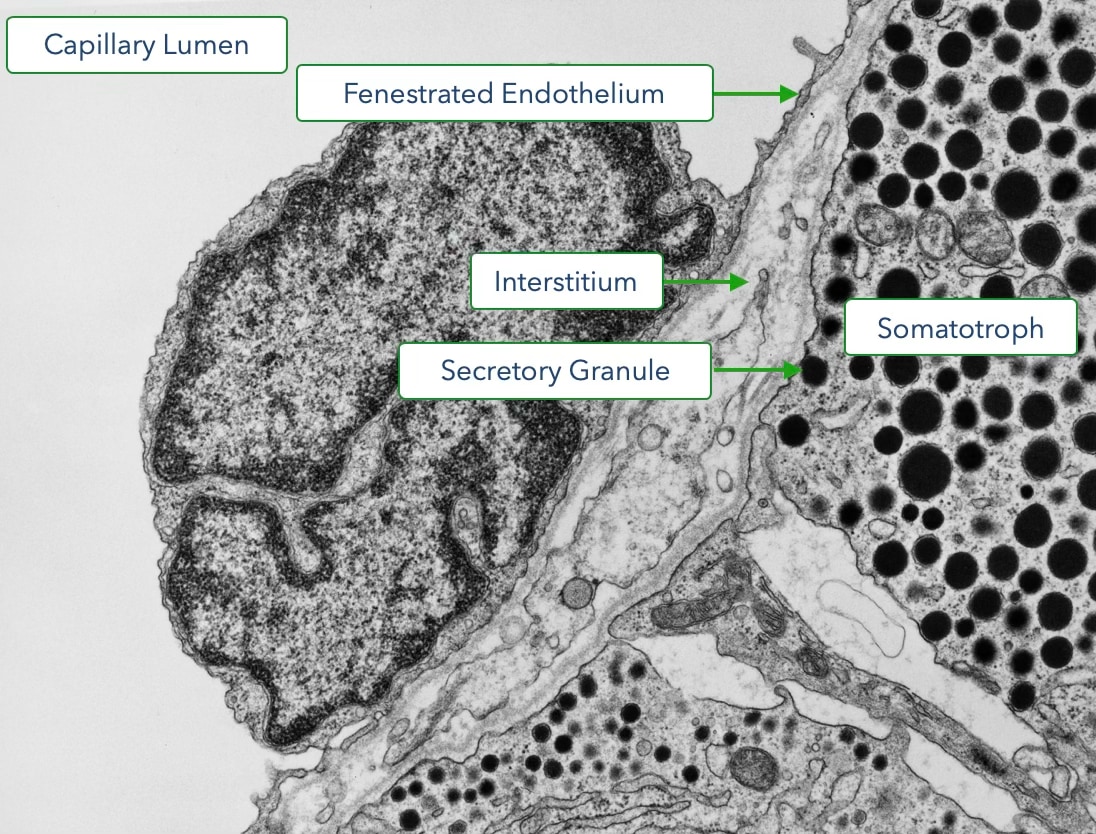 Electron micrograph reveals fenestrated endothelium in anterior pituitary
