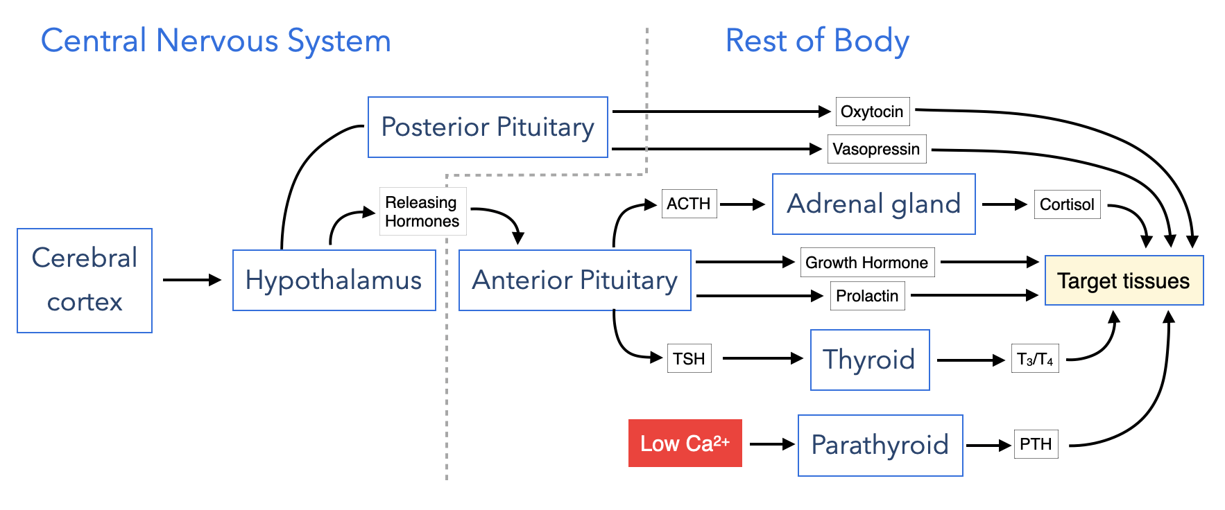 Endocrine system integrates central nervous system with peripheral tissues.
