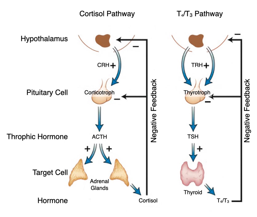 Cortisol Pathway From Hypothalamus