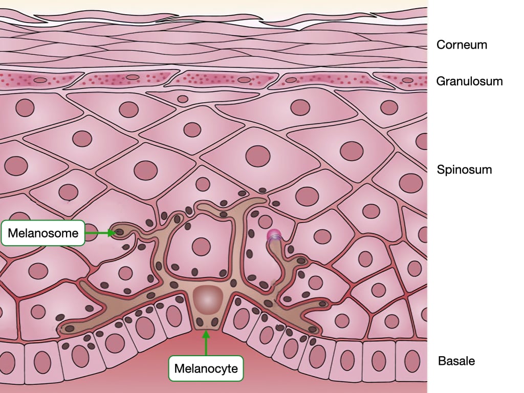 Histology Of Skin Lab Histology Of Skin Lab